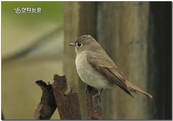 쇠솔딱새